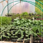 Apprendre à faire ses semis