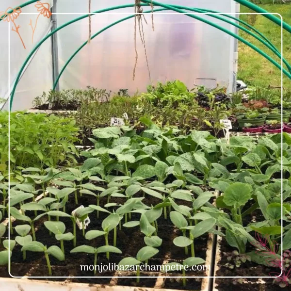 Apprendre à faire ses semis