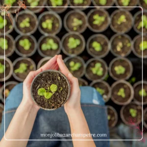 Apprendre à faire ses semis