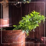 Belly Jean - Digestion