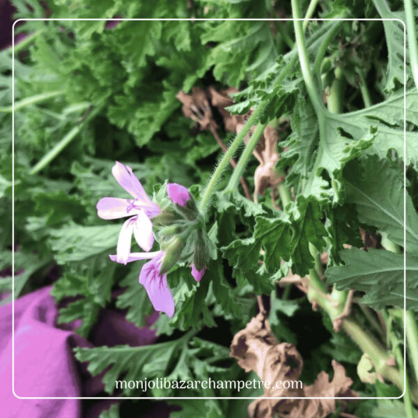 Hydrolat de Geranium Rosat