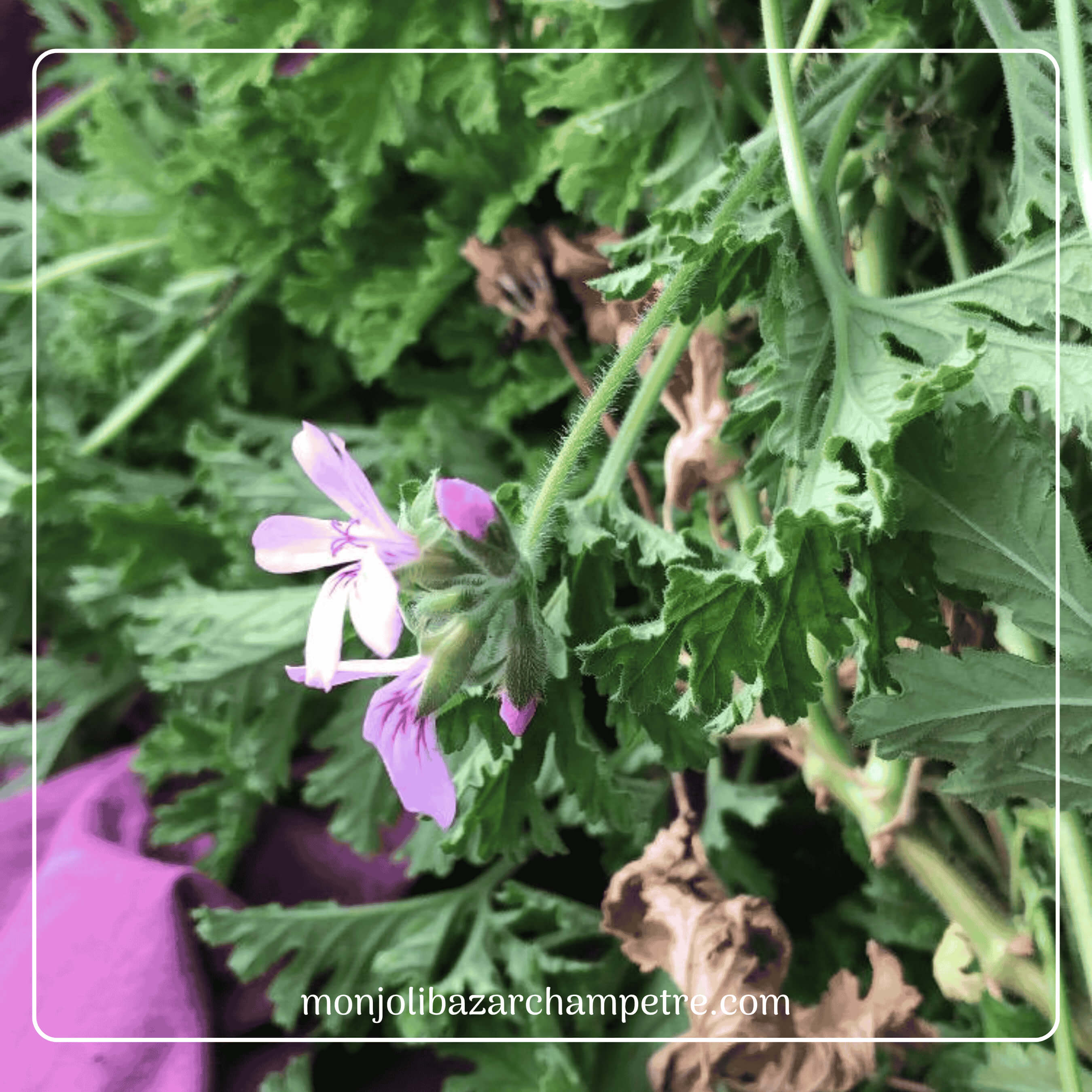 Hydrolat de Geranium Rosat