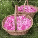 Huile de Rose de Damas