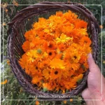Hydrolat de Calendula
