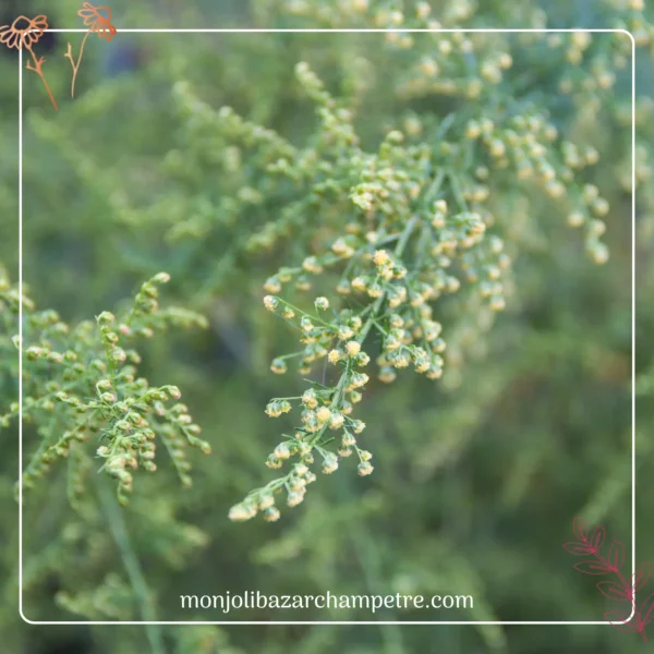 Hydrolat d'Artemisia Annua