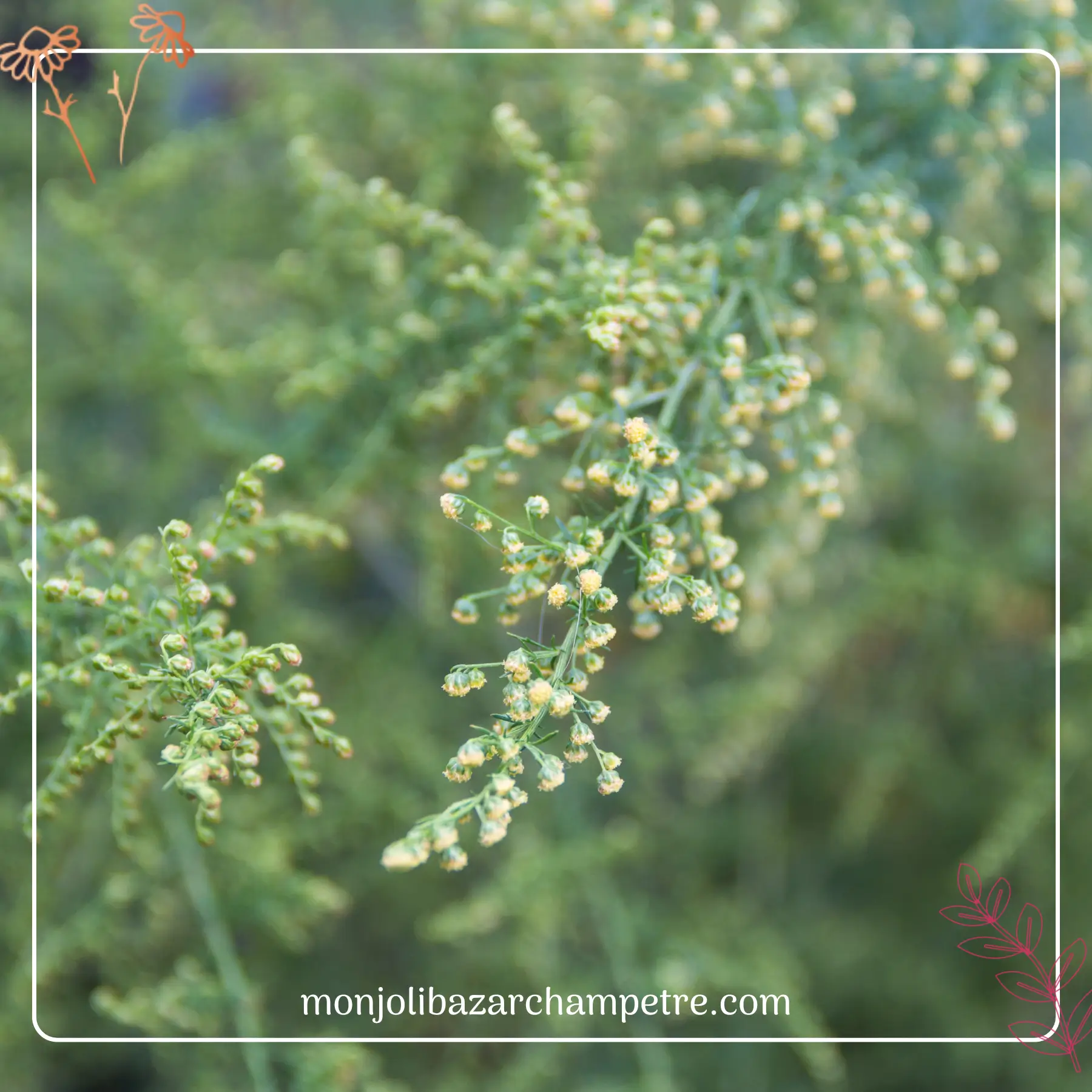 Hydrolat d'Artemisia Annua