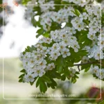 Hydrolat d'Aubépine