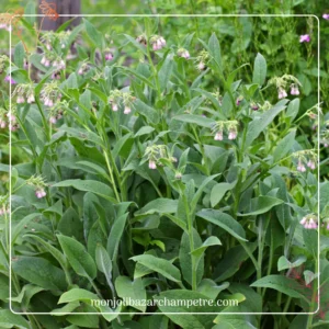 Hydrolat de Consoude