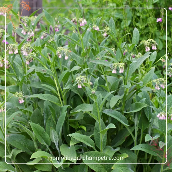 Hydrolat de Consoude