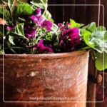 Hydrolat de Mauve de Mauritanie