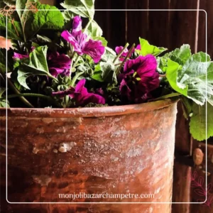 Hydrolat de Mauve de Mauritanie