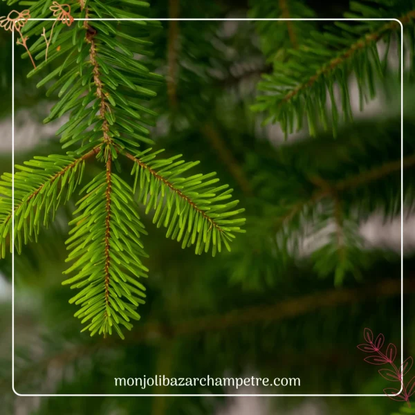 Hydrolat de Sapin Blanc