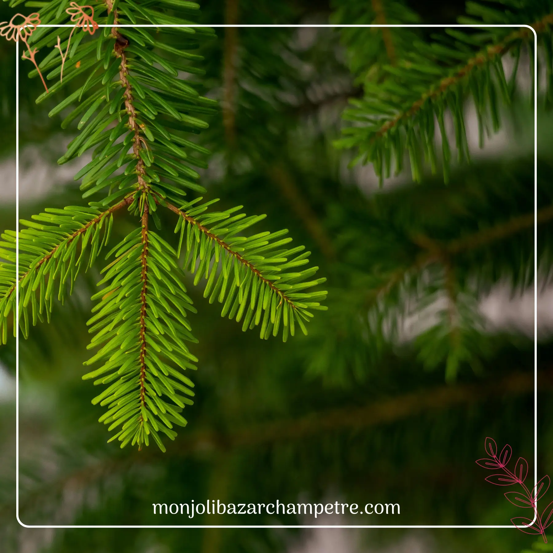 Hydrolat de Sapin Blanc