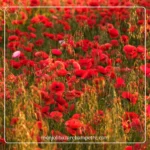 Hydrolat de Coquelicot