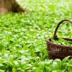 Plantes sauvages comestibles : balade, cueillette et repas partagé