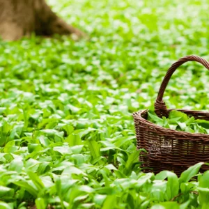 Plantes sauvages comestibles : balade, cueillette et repas partagé