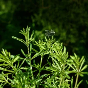 Cuisiner les plantes sauvages gaillet