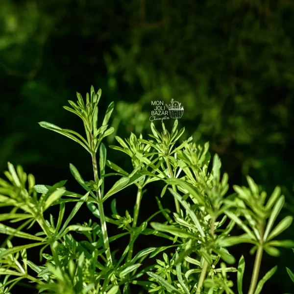 Plantes sauvages comestibles : balade, cueillette et repas partagé