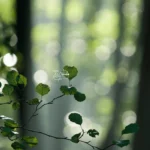 Balade nature : les arbres médicinaux