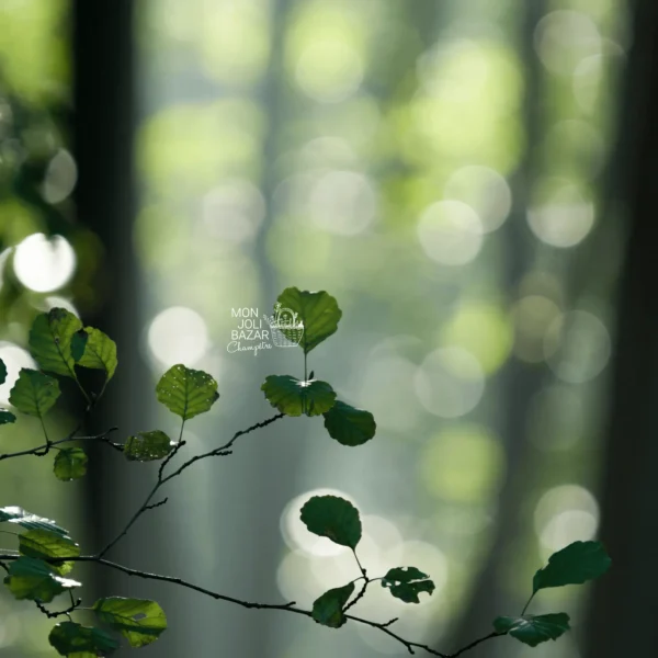 Balade nature : les arbres médicinaux