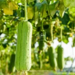 Éponge naturelle Luffa bio