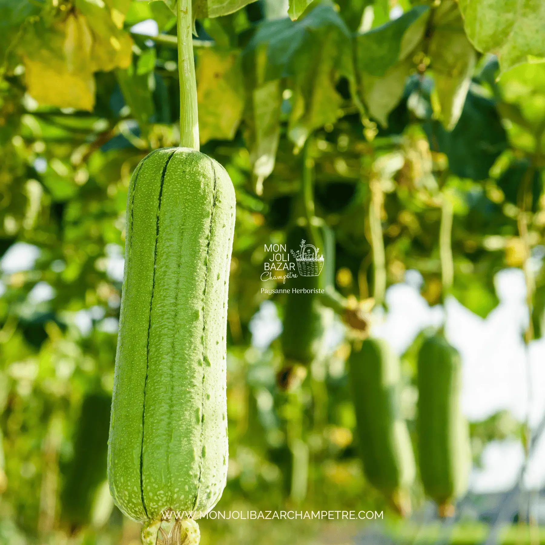 plan luffa pepiniere gisors