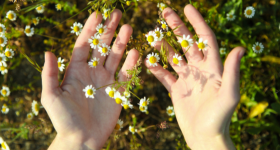sortie plante sauvage vexin normand